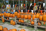 Pumpkin Town